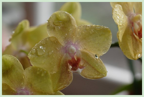 25_Orchids