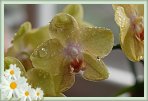 25_Orchids